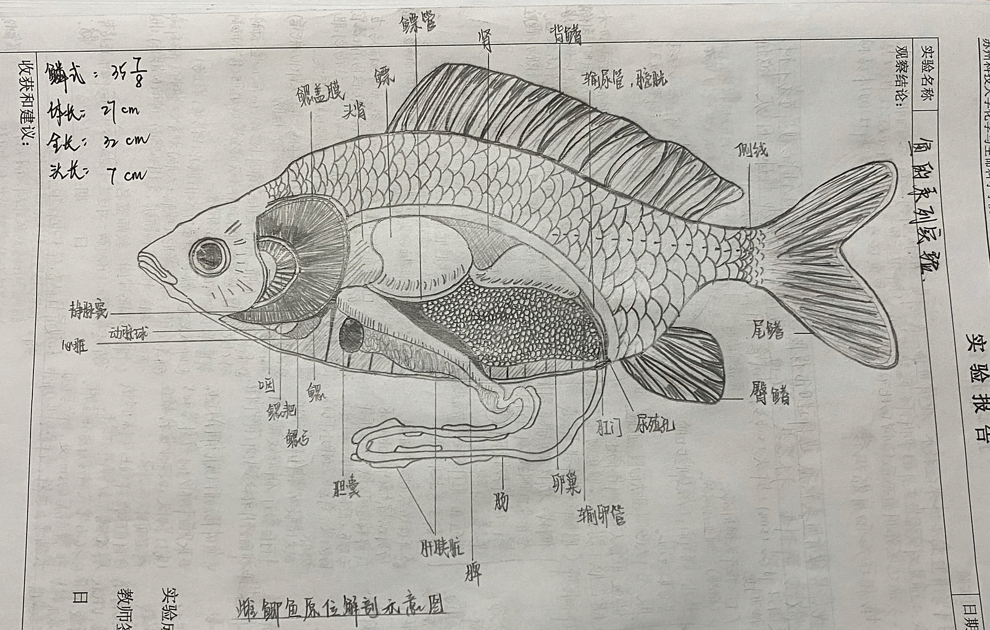 动物生物学实验—雌鲫鱼手绘原位解剖示意图 手绘雌鲫鱼原位解剖示意