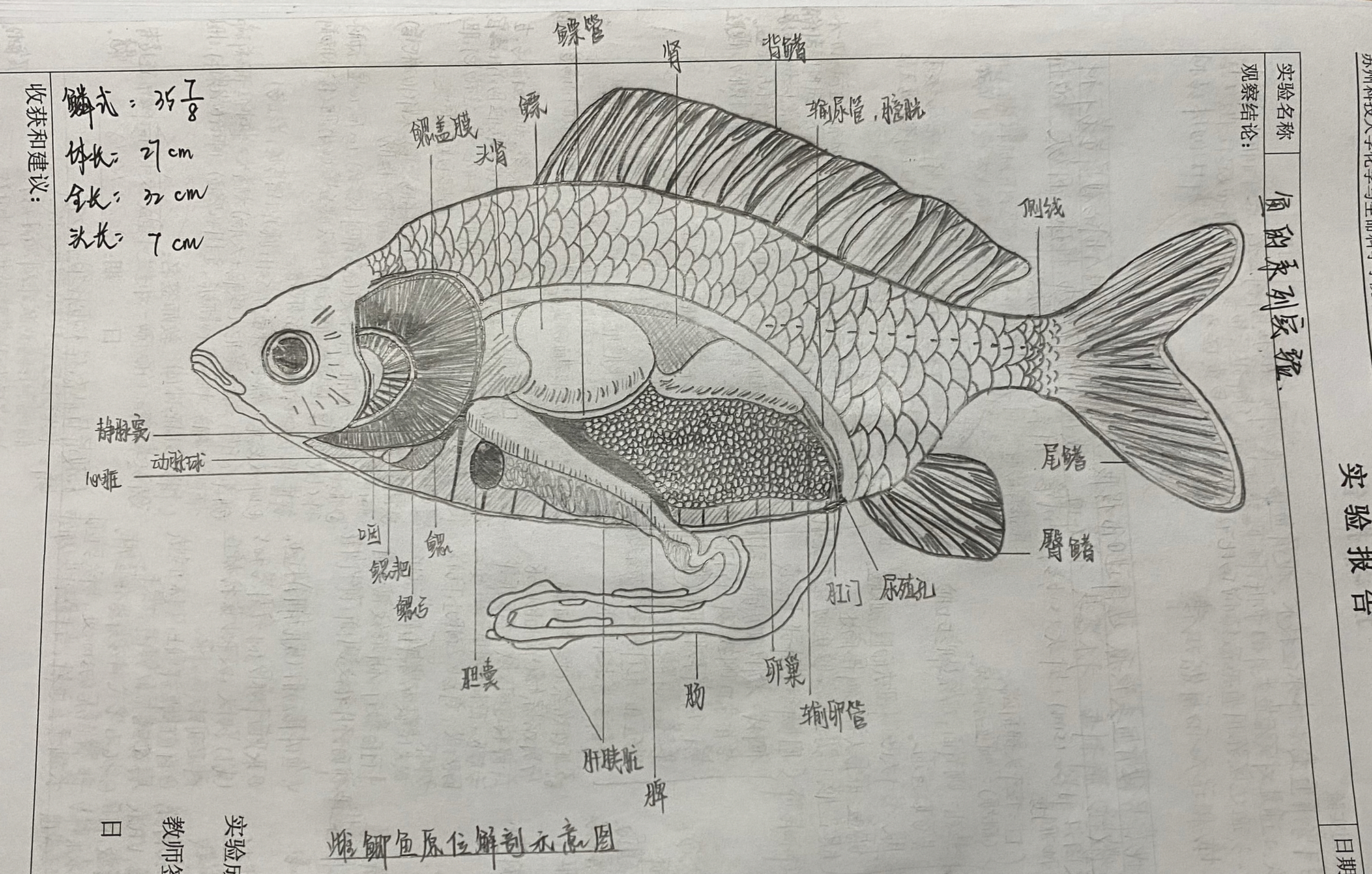 鲫鱼结构图解剖图片