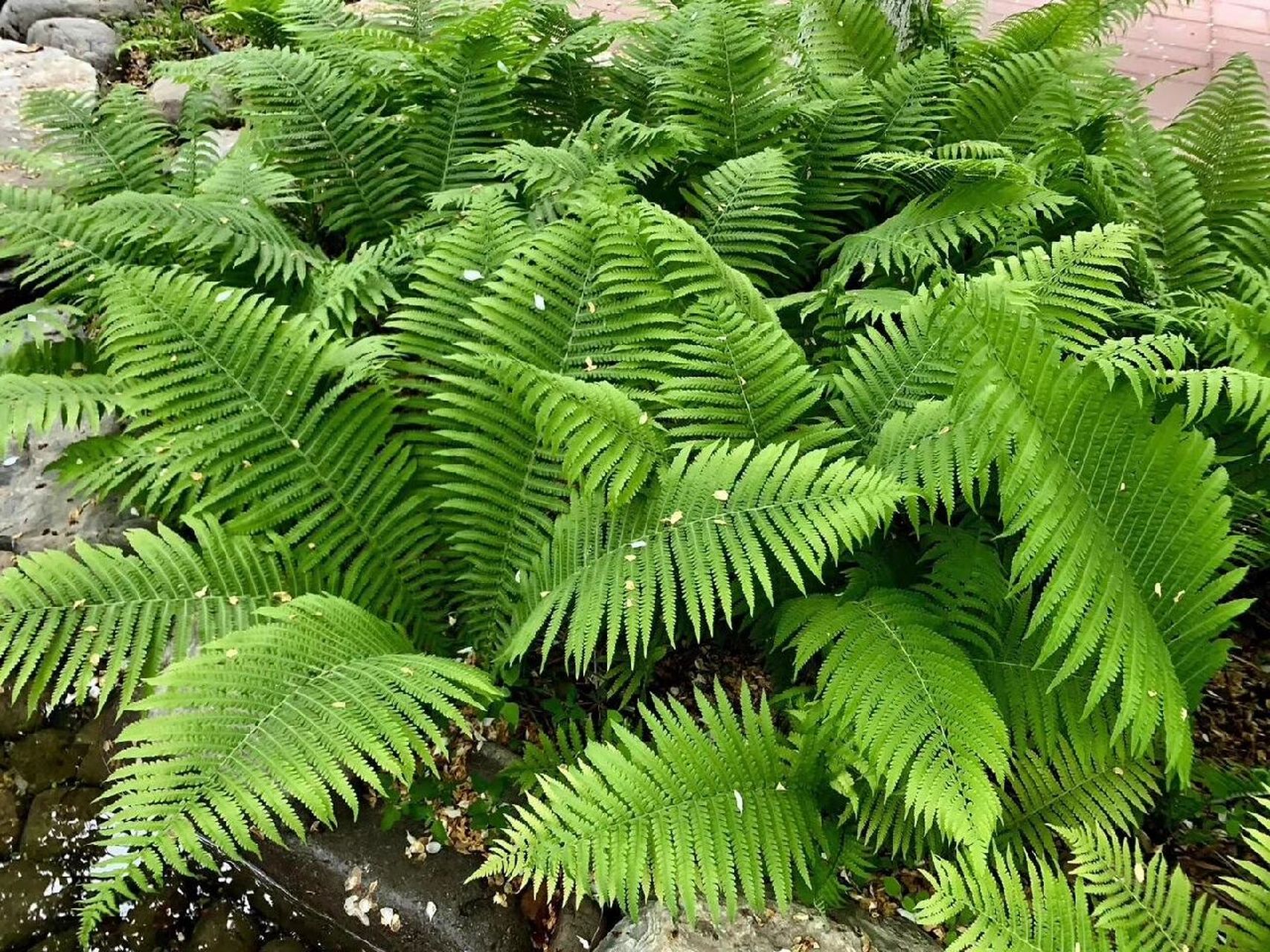 北方地区植被类型图片