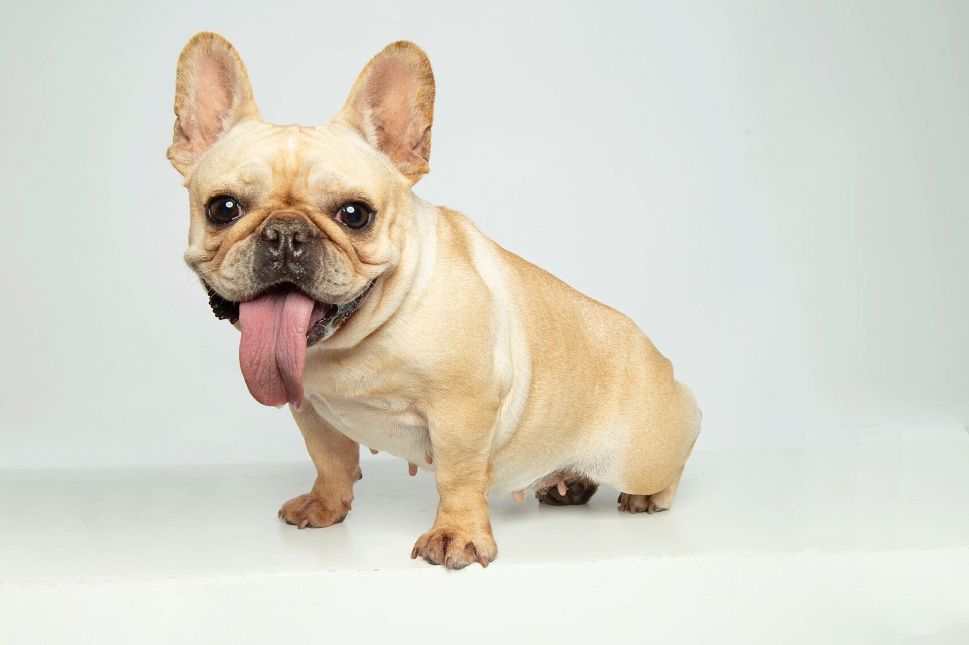 萌宠照～法斗～狗狗证照片   一只一岁多的狗狗,拍摄期间93全程都在