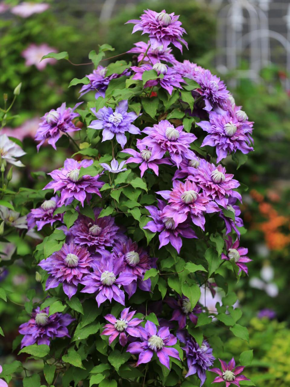 重瓣铁线莲魔法喷泉|始于颜值,衷于好养9696 魔法喷泉早花大花组