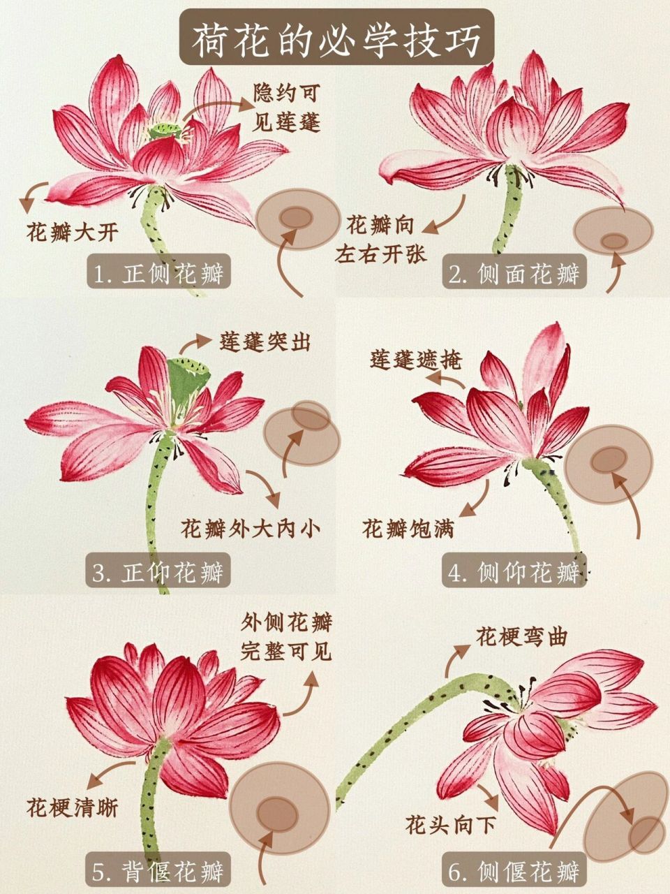 荷花花蕊画法和颜色图片