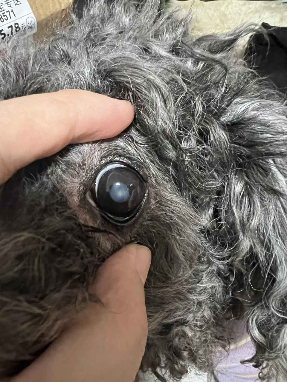 狗狗瞳孔中间发白图片