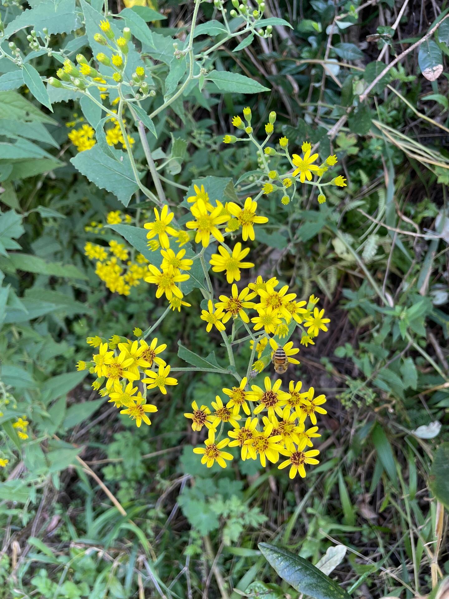 每天一次植物摄影科普之-千里光 千里光,菊科千里光属