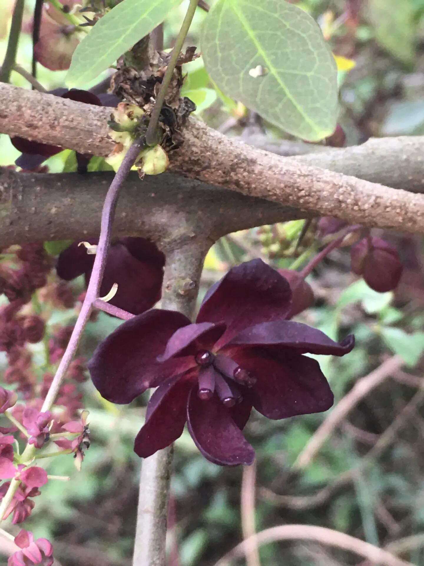 野生八月瓜的花图片图片