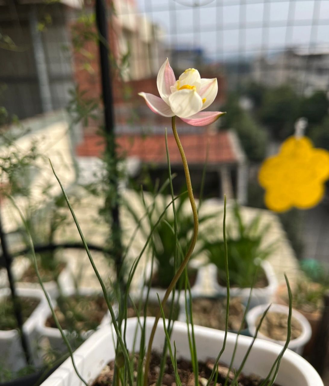 月光花 今年养的第三年,养的不算好,有几个球才发芽没多久,所以整体不