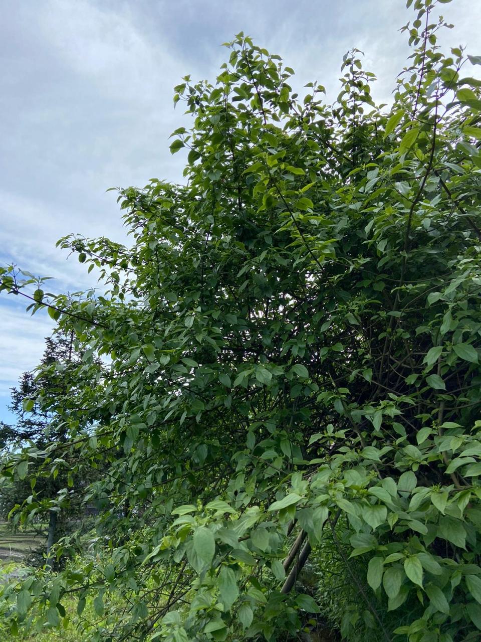 神仙豆腐就是用这种树叶做的 上次有朋友想看神仙豆腐是用什么树叶做