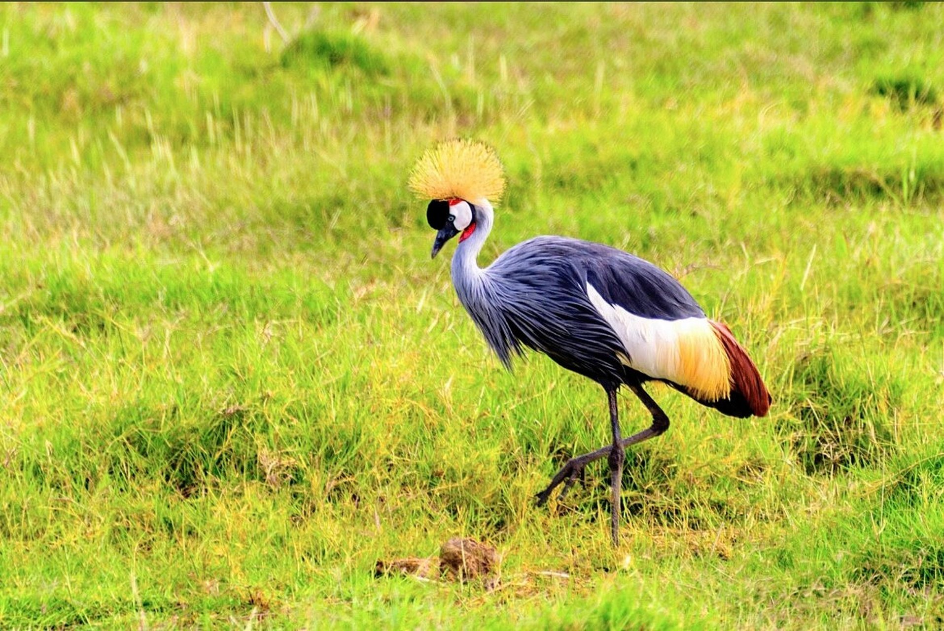 非洲冠鹤|国旗上的鸟 相传,在非洲广泛流传着一个有关东非冠鹤的故事
