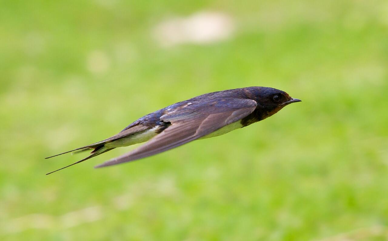 一生都在飞行的鸟——雨燕