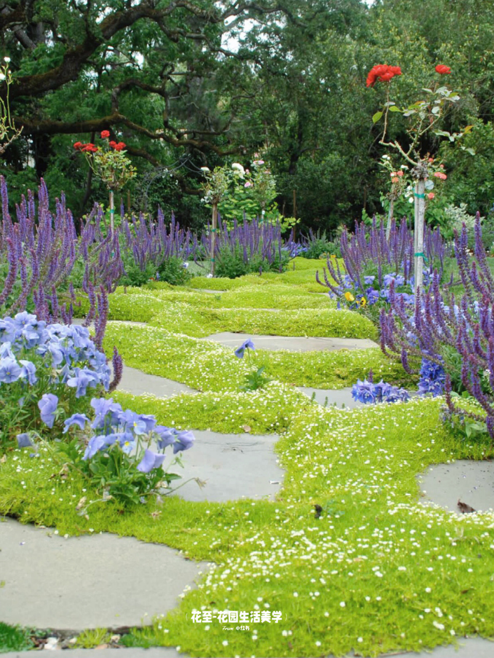 很好看的地被植物        	 地被植物为多年生低矮植物,适应性强,包括