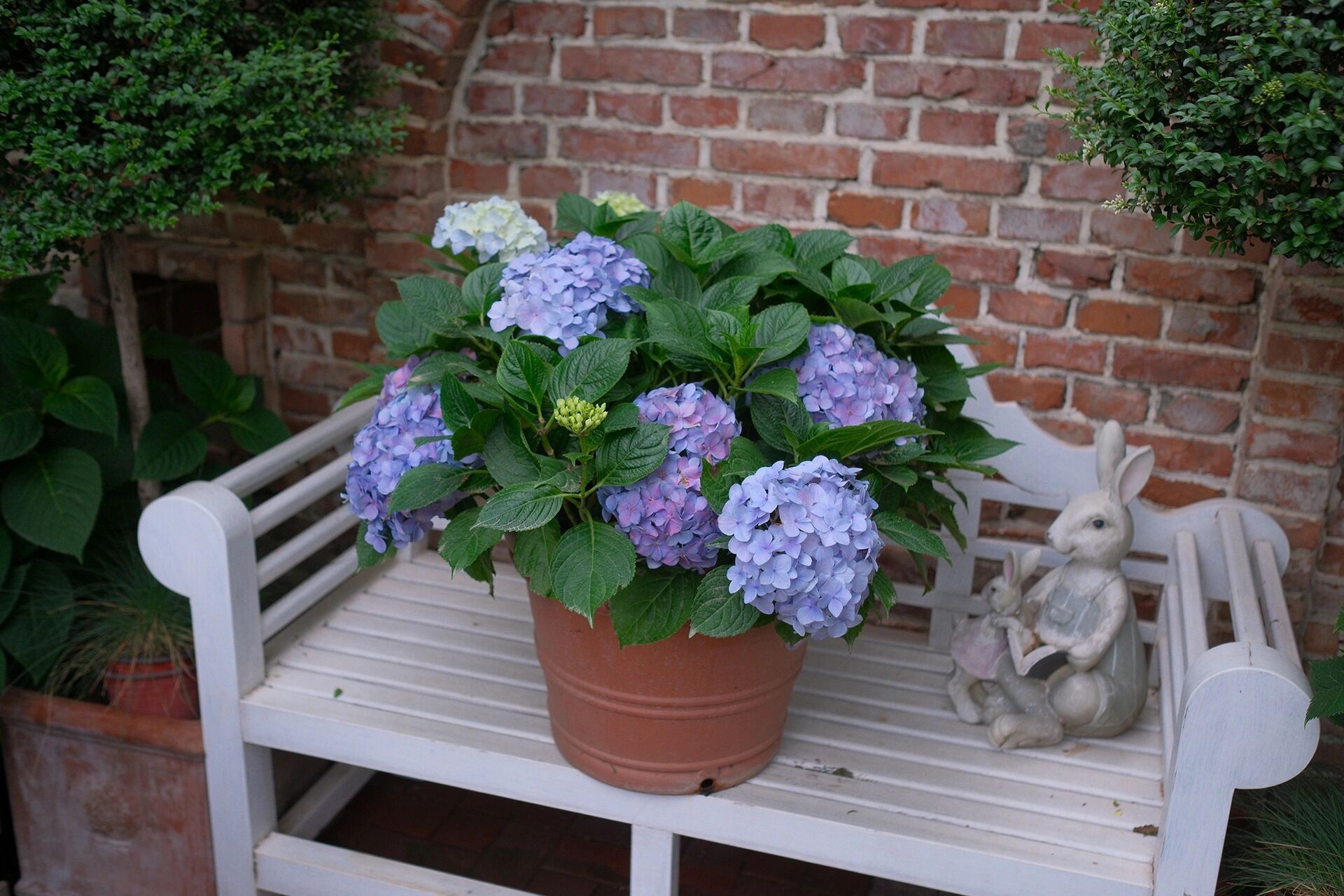 花园强烈推荐 易多梦幻绣球 好养开花多 花园里已经养了很多品种的