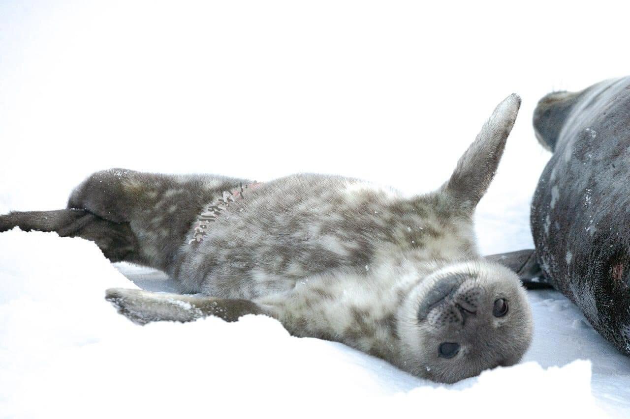 海豹宝宝女孩989907韦德尔氏海豹