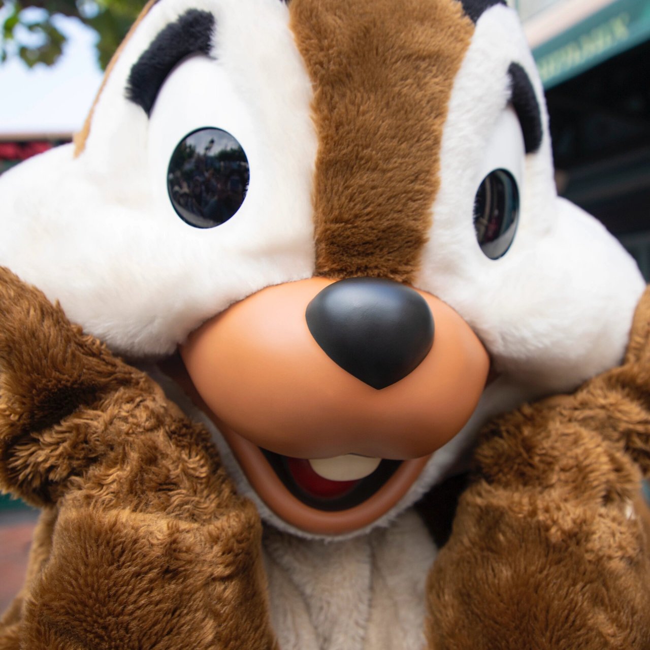 花栗鼠头像11.26