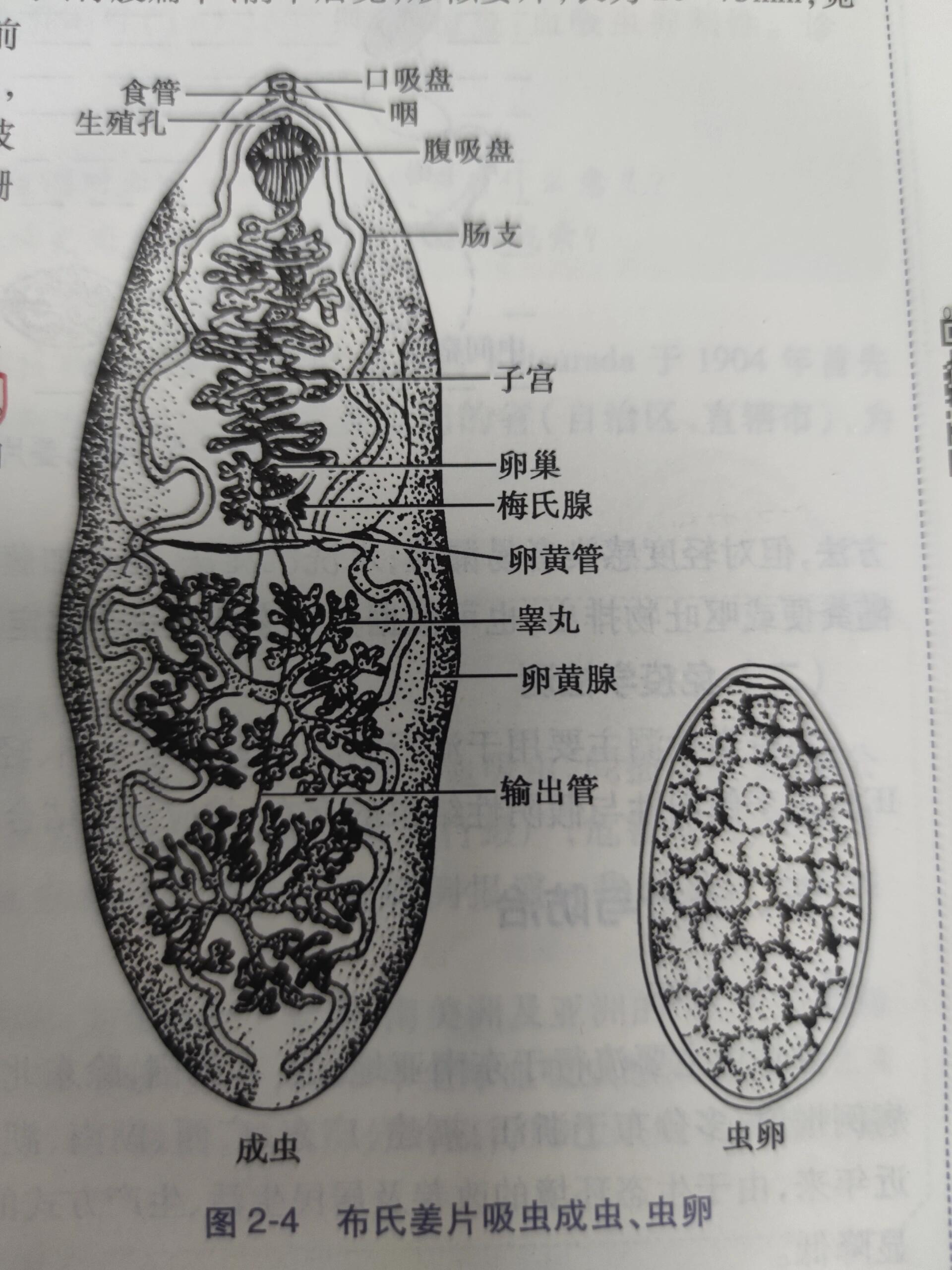 布氏姜片虫成虫,虫卵 布氏姜片虫成虫,虫卵