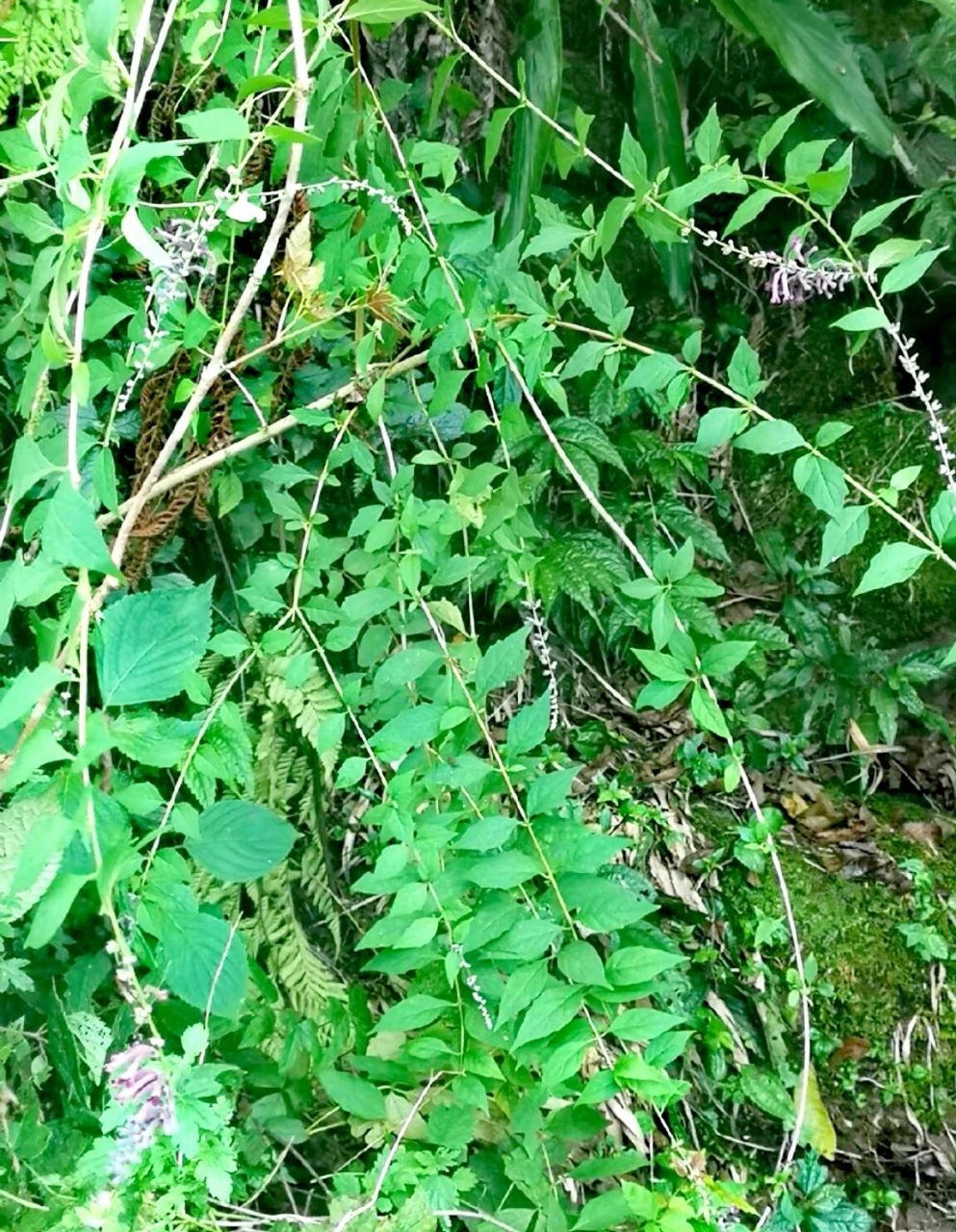 醉鱼草,能麻醉活鱼的植物 玄参科,醉鱼草属,醉鱼草.