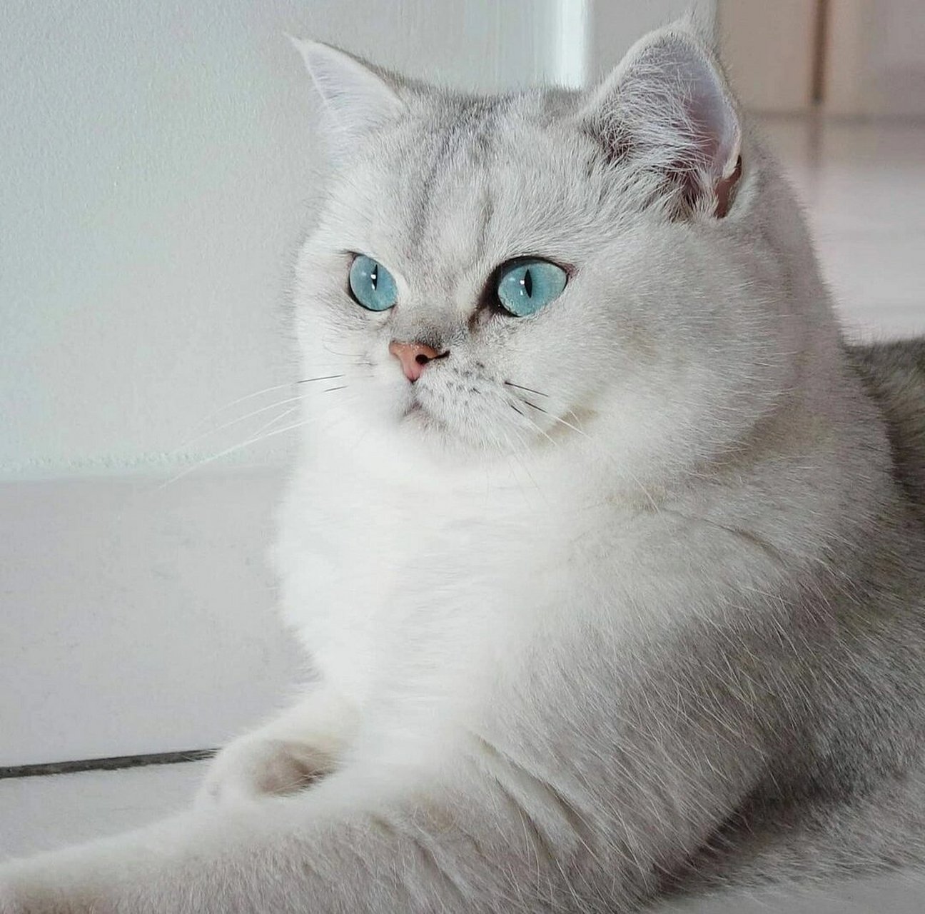 银渐层的品相标准看以下几项!