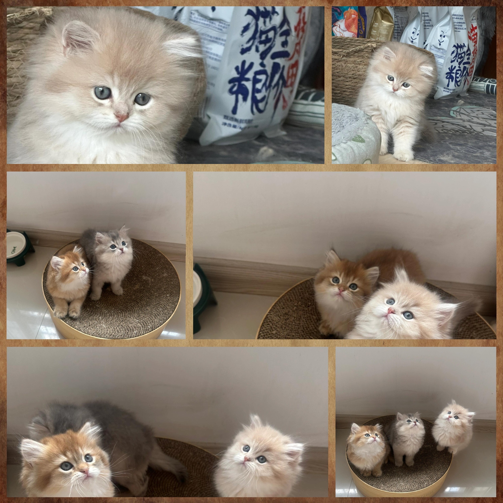 长毛猫杂交图片