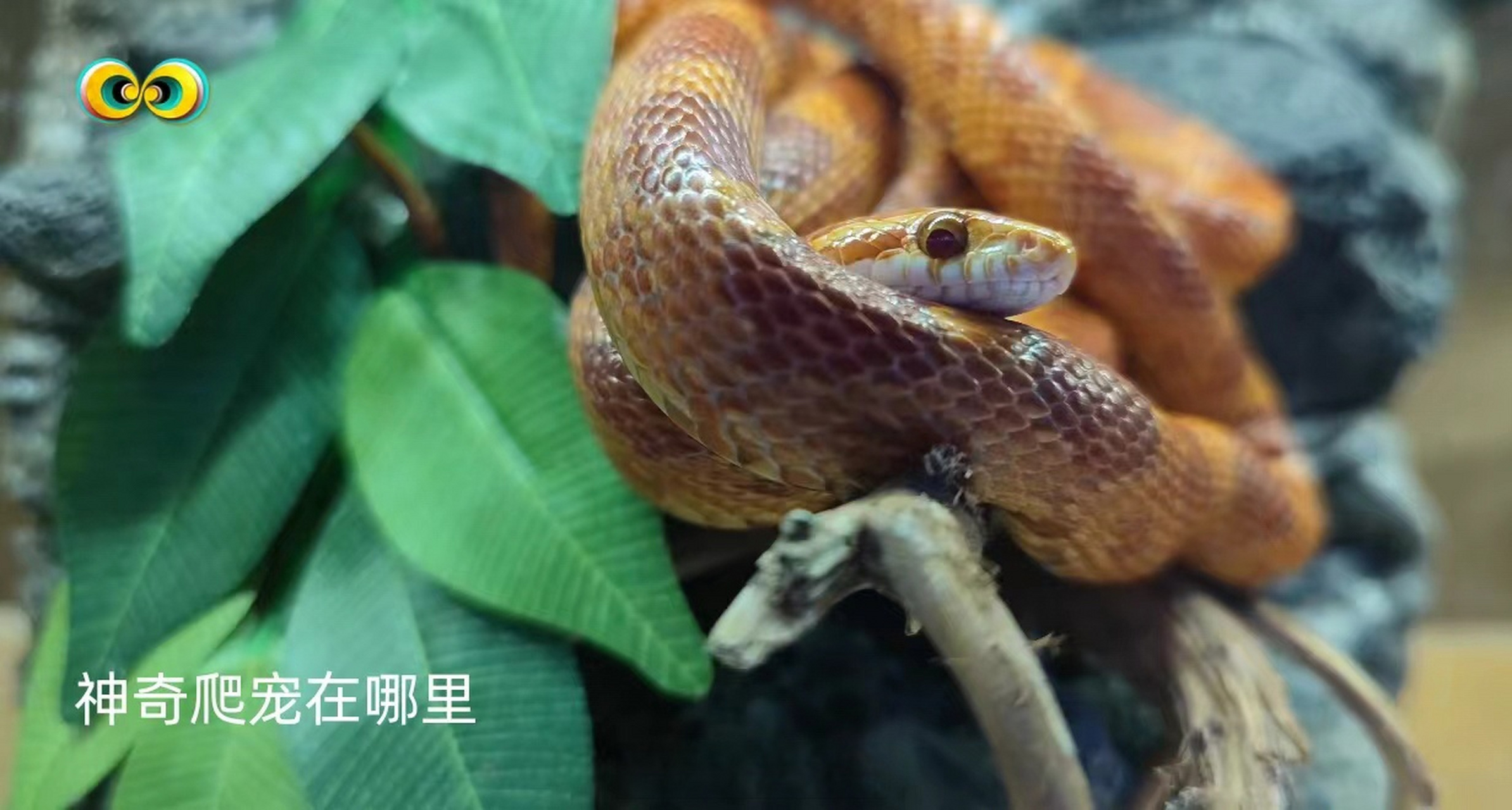 玉米锦蛇(学名:pantherophis guttatus,是游蛇科,锦蛇属肉食类动物