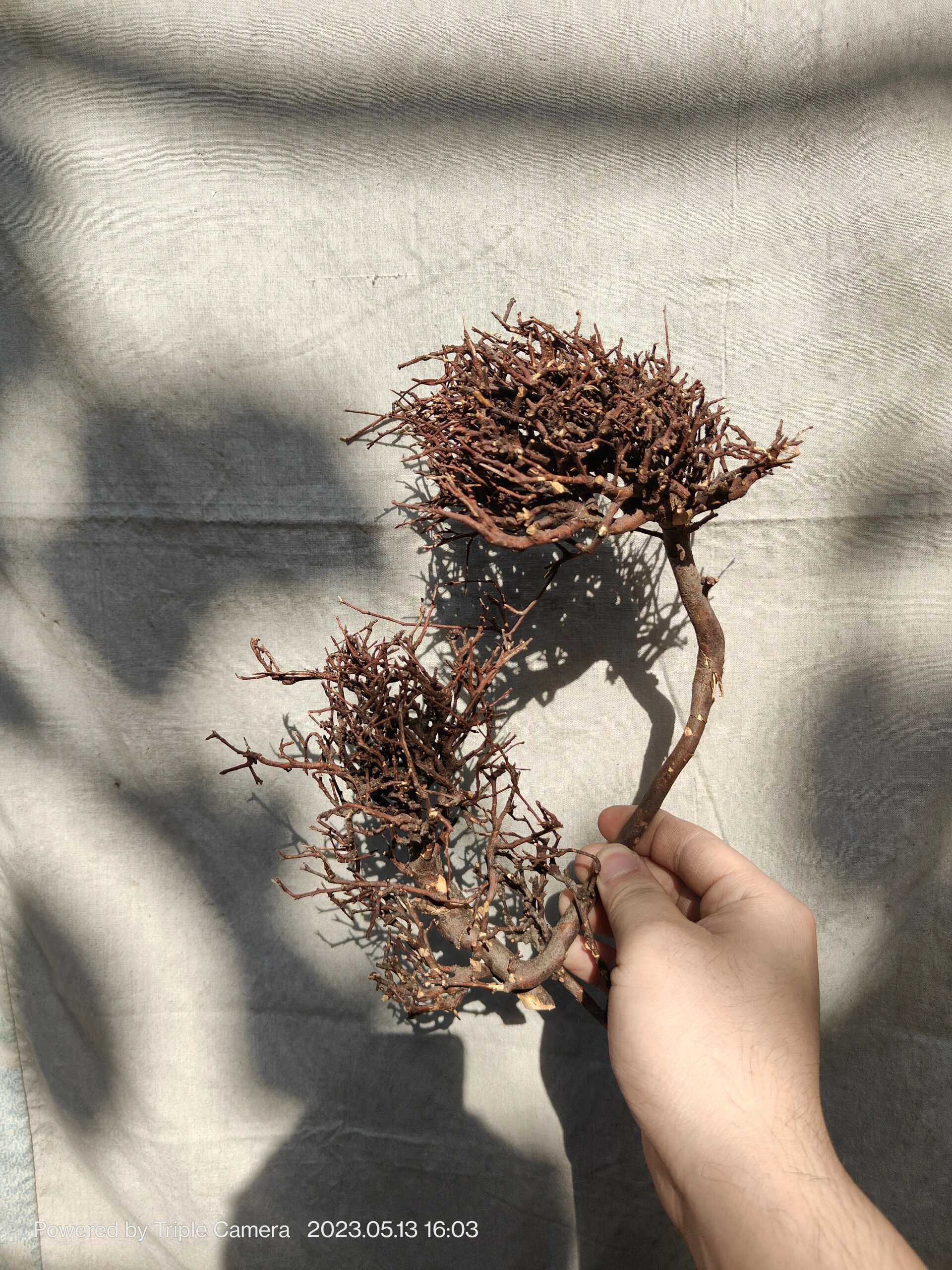 特别密的泰国枝 这个是做莫斯树冠的素材#草缸造景# #水草缸# #莫斯树