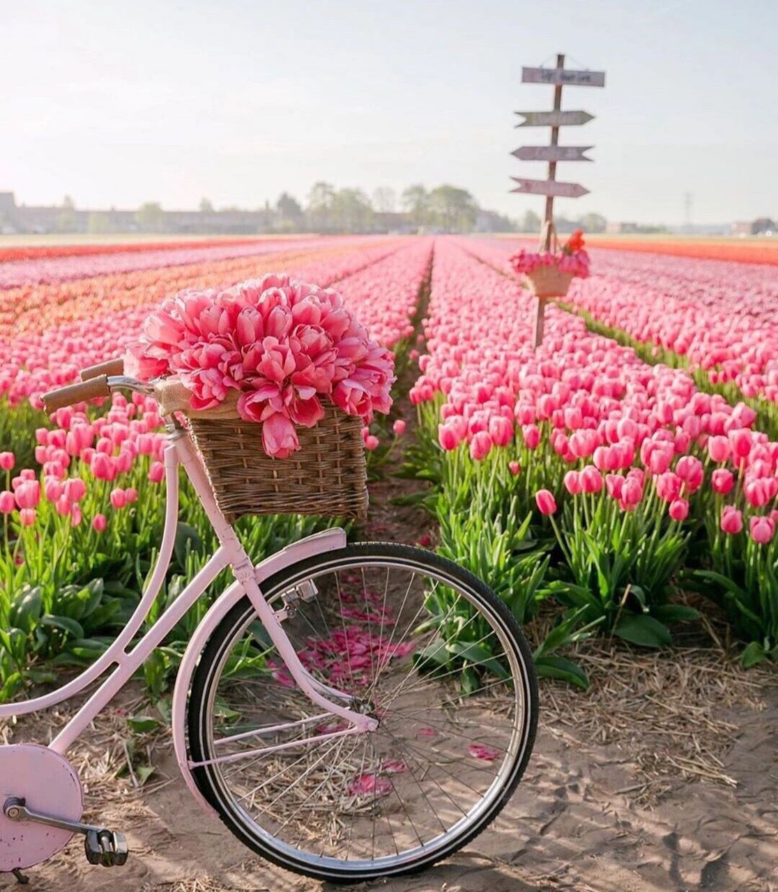 郁金香之国 这座位于荷兰阿姆斯特丹和海牙之间的lisse附近的花园93