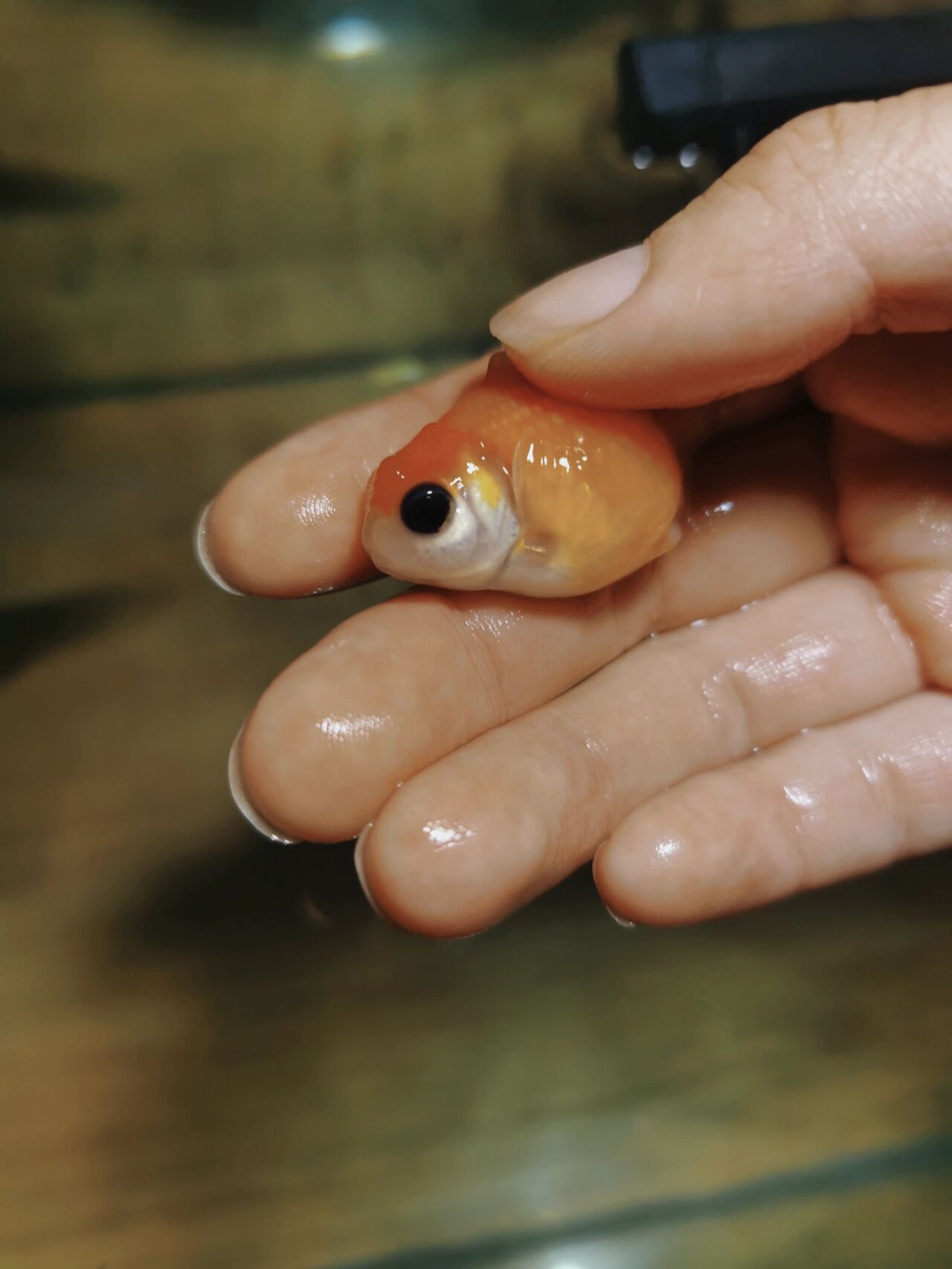 请教鱼友们,今天新买的小鱼有一只眼睛是全黑的,没有白色一圈,仕