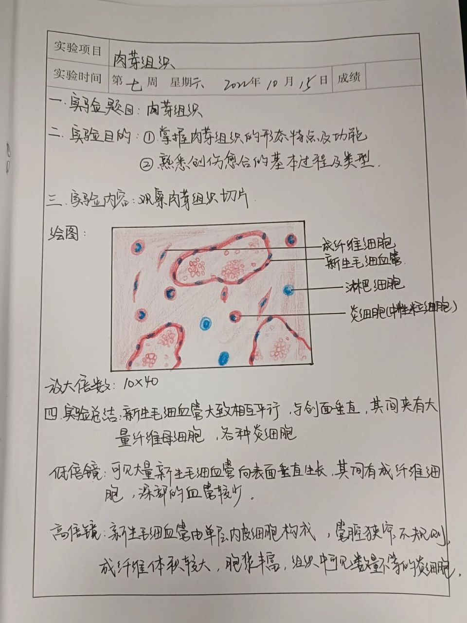 肉芽组织实验报告图片