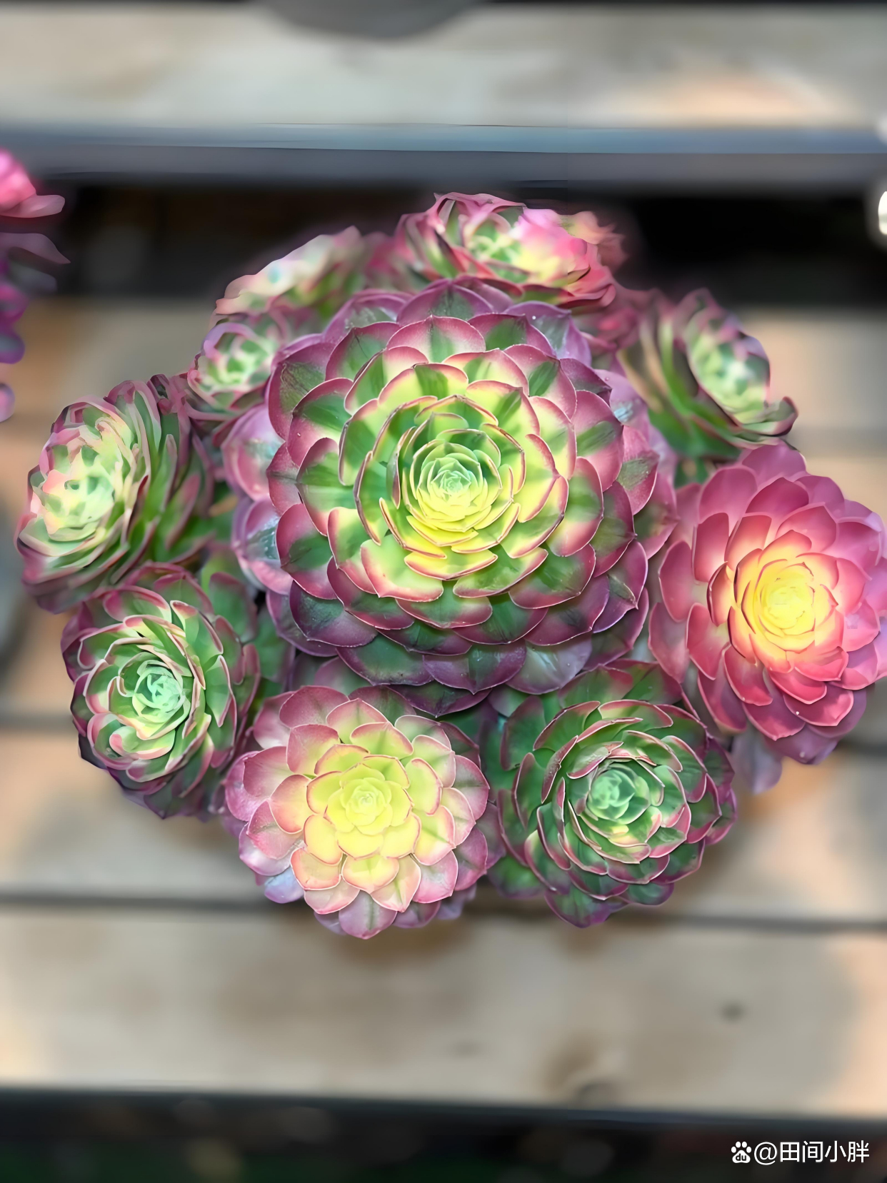 赶紧试试这些技巧,让多肉法师粉海王法师状态图海仙法师状态图法师