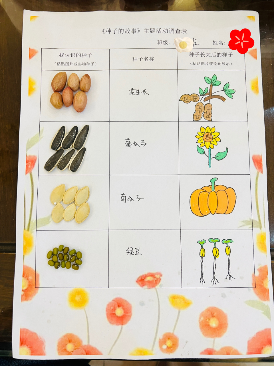 种子成长记录 幼儿园的主题活动调查表《种子的故事,记录种子长大后