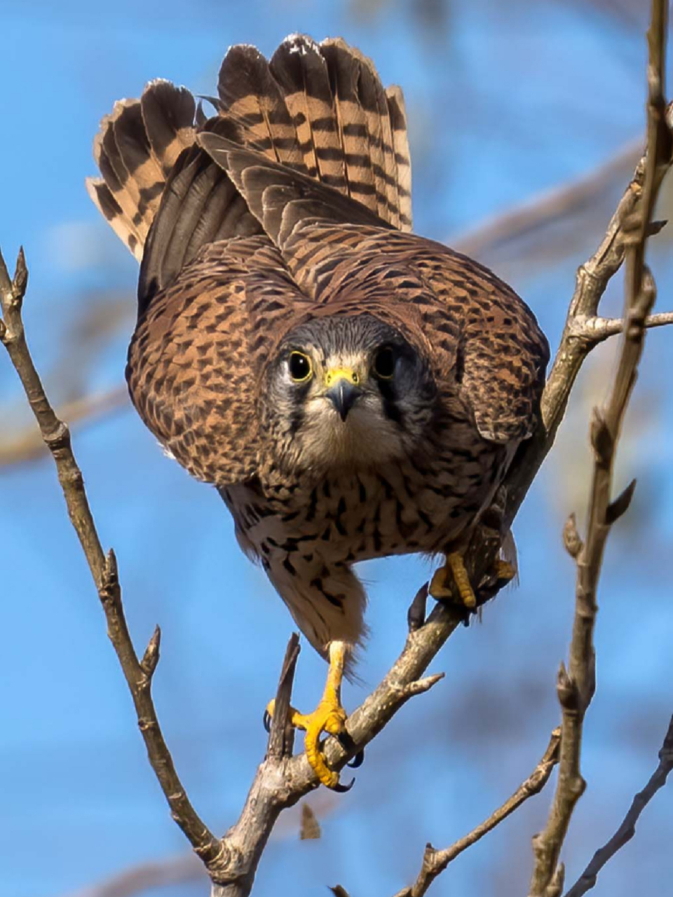 摄影打鸟|闻风而至～红隼 北京城市周边许多农田村庄被征地拆迁,人去