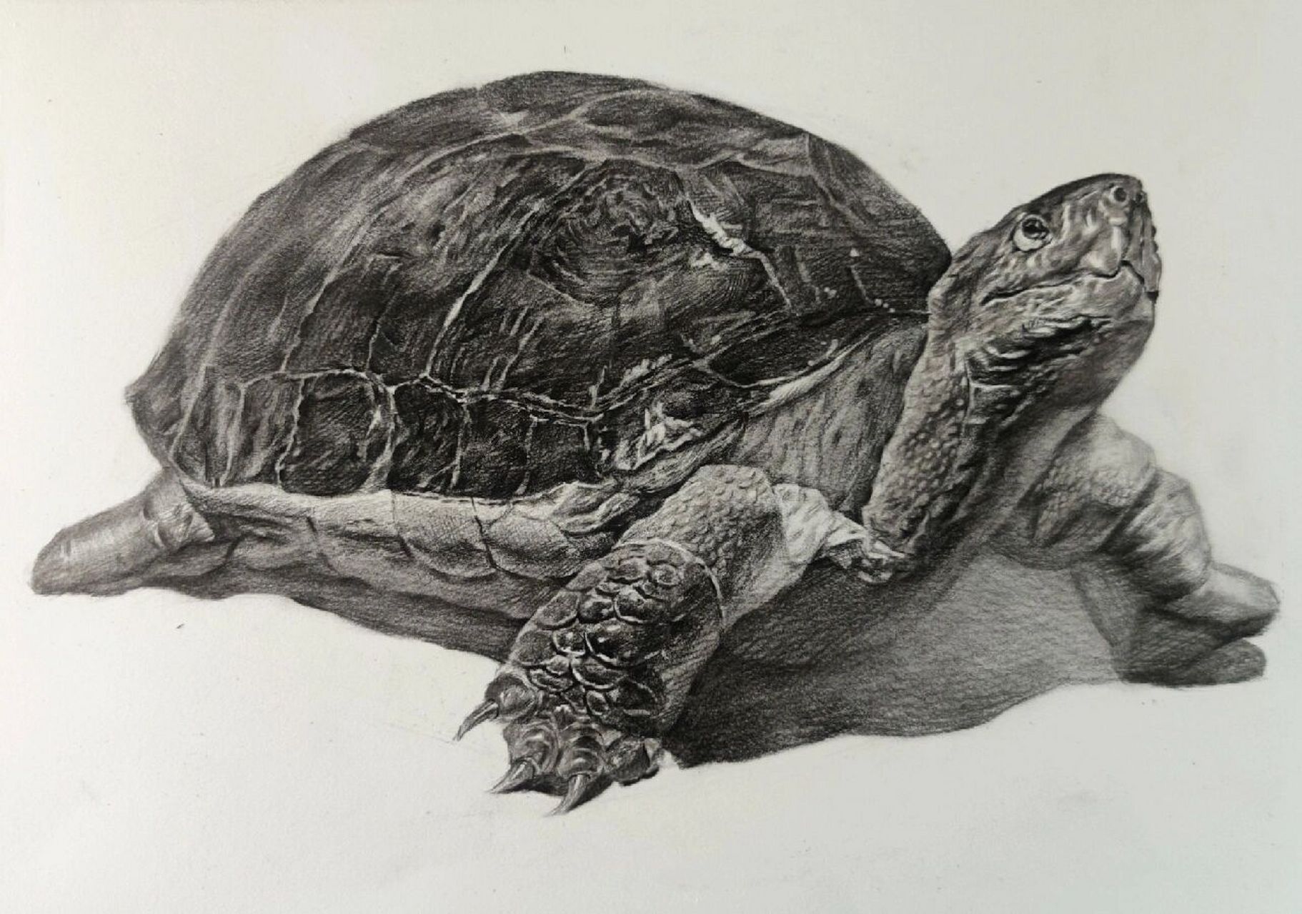 设计素描乌龟图片