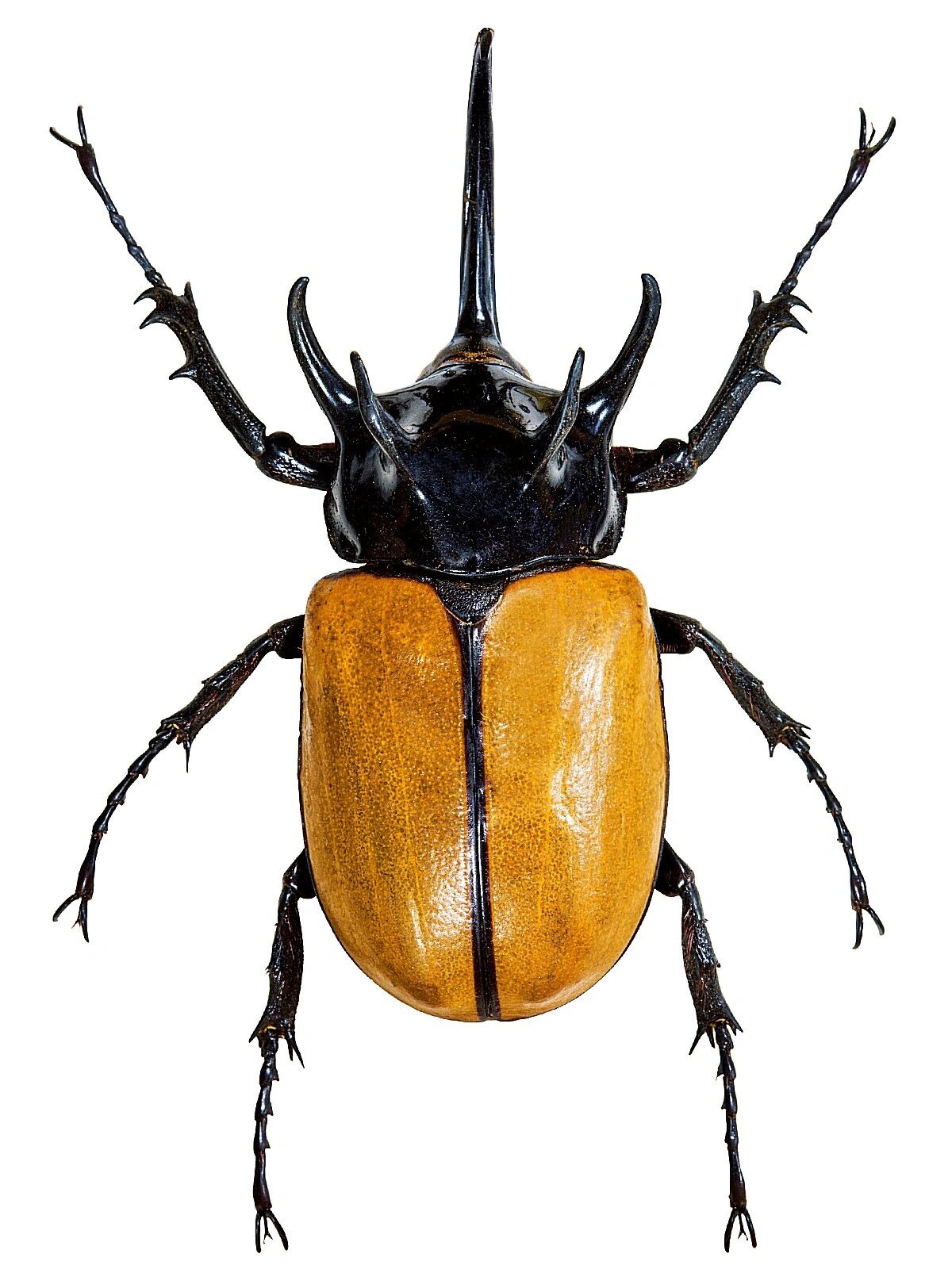 动物系列写生素材 | 野生彩色昆虫合集