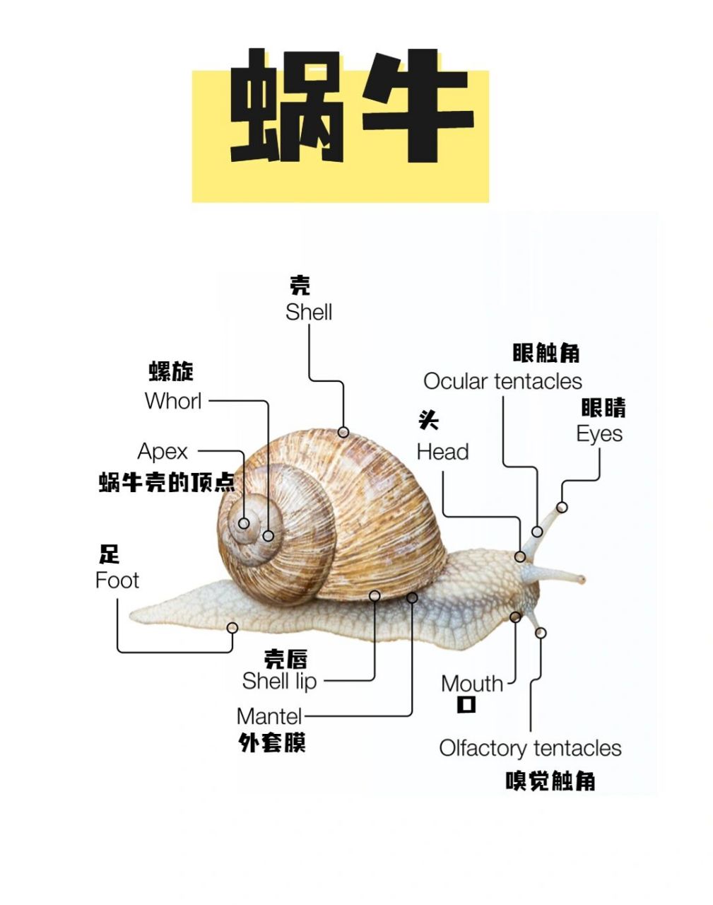 蜗牛身体介绍图图片