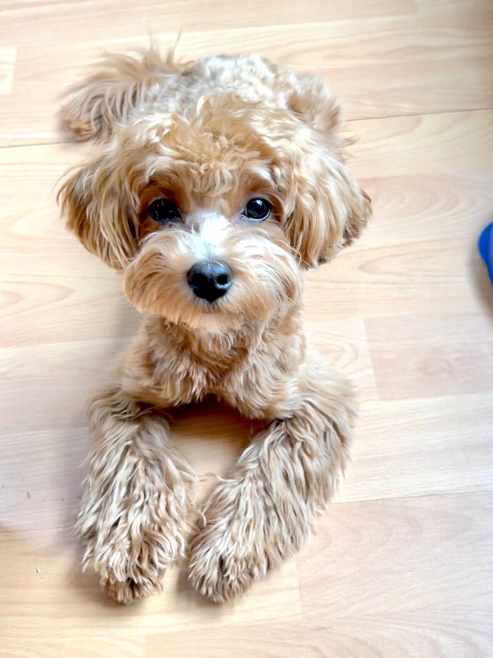 马尔泰美容前后对比 邋遢大王vs忧郁小奶狗 可乐的大变身 	 准备过