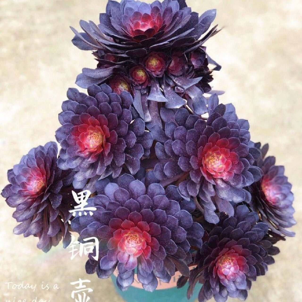 多肉植物法师系列 法师种类分为:众赞曲,普通黑法师,黑法师原始种,墨