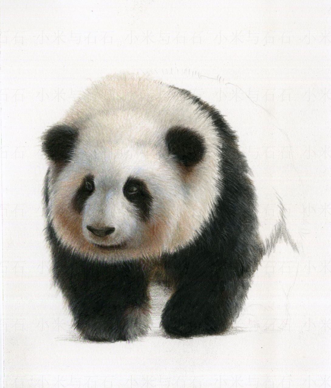 关于熊猫花花女士的彩铅画法～ 彩铅:辉柏嘉120色油性 	 纸:获多福