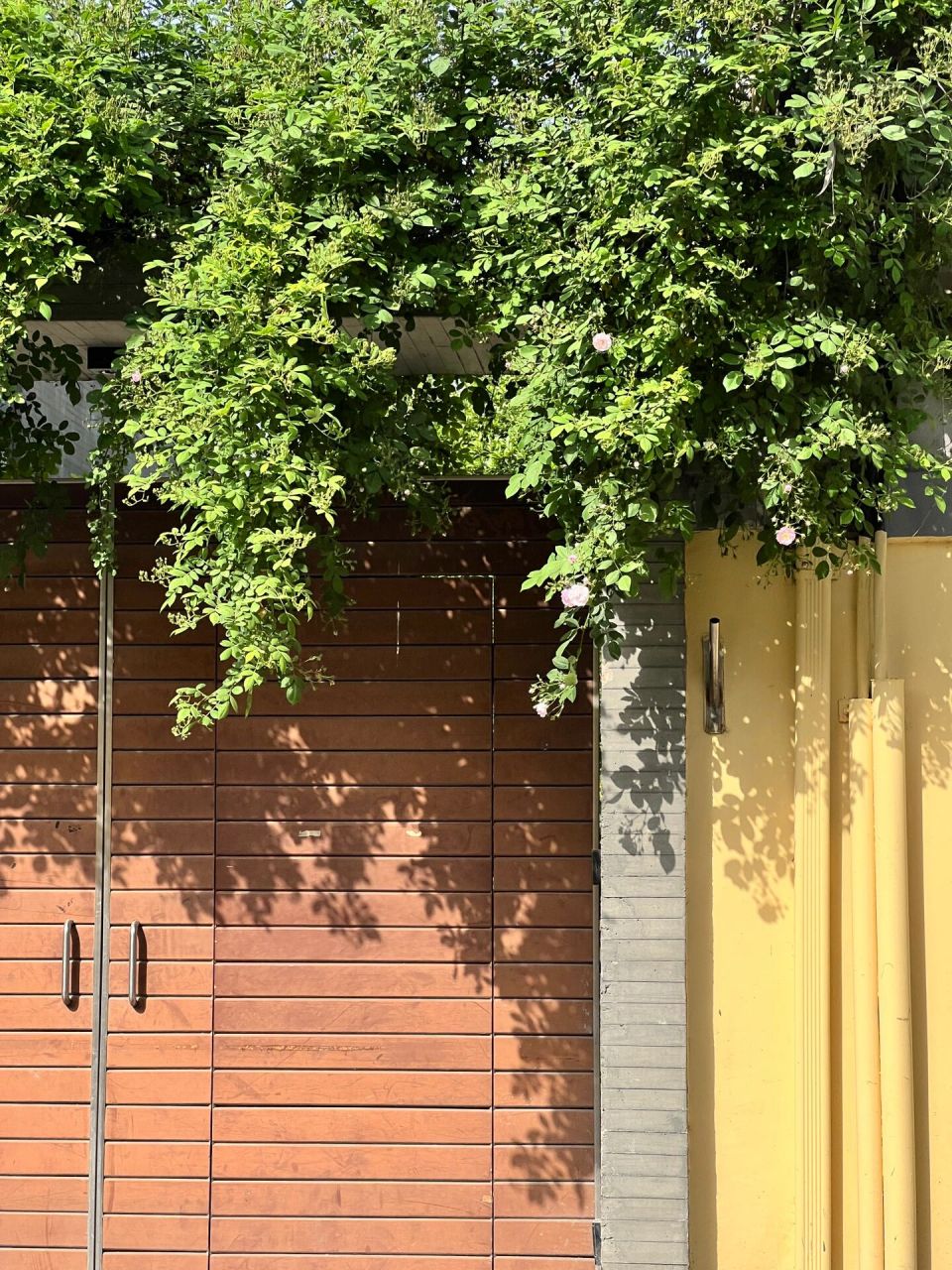 南京颐和路的蔷薇 南京颐和路的蔷薇花目前只开了一簇,但是可以拍起来