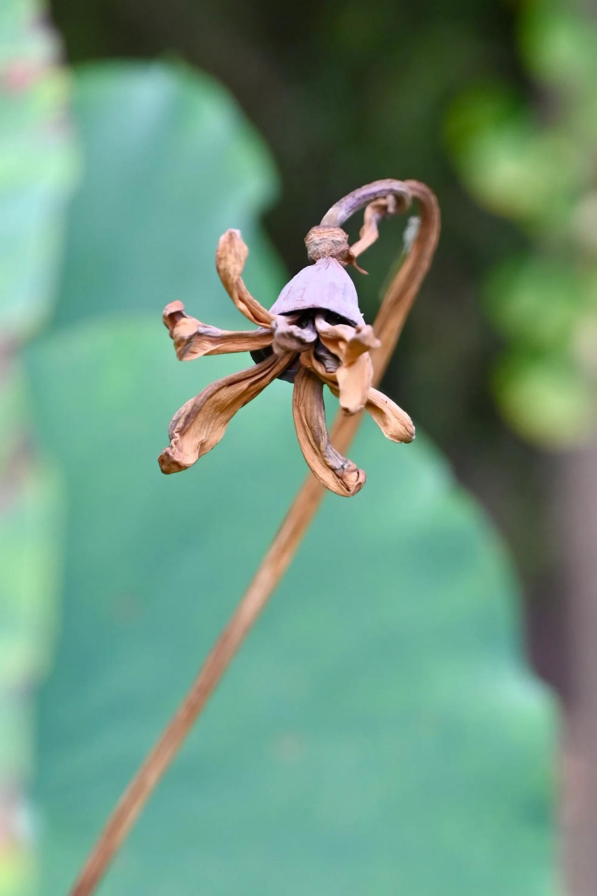 生命的起伏,荷花的开放和凋谢,  仿佛是人生的一个缩影.
