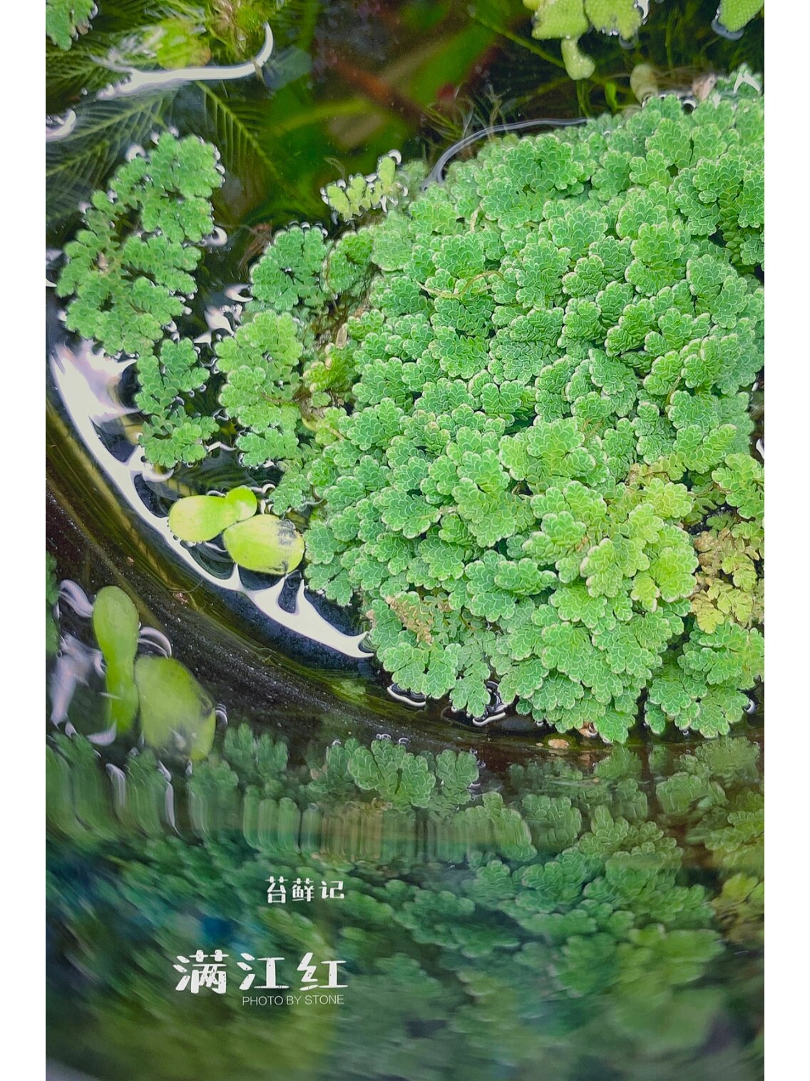 满江红属于什么植物图片