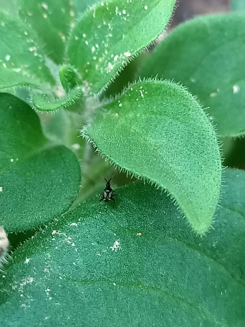这是什么虫子,蓟马我已经见识过了 广东天台养番茄真的要面对很多虫害