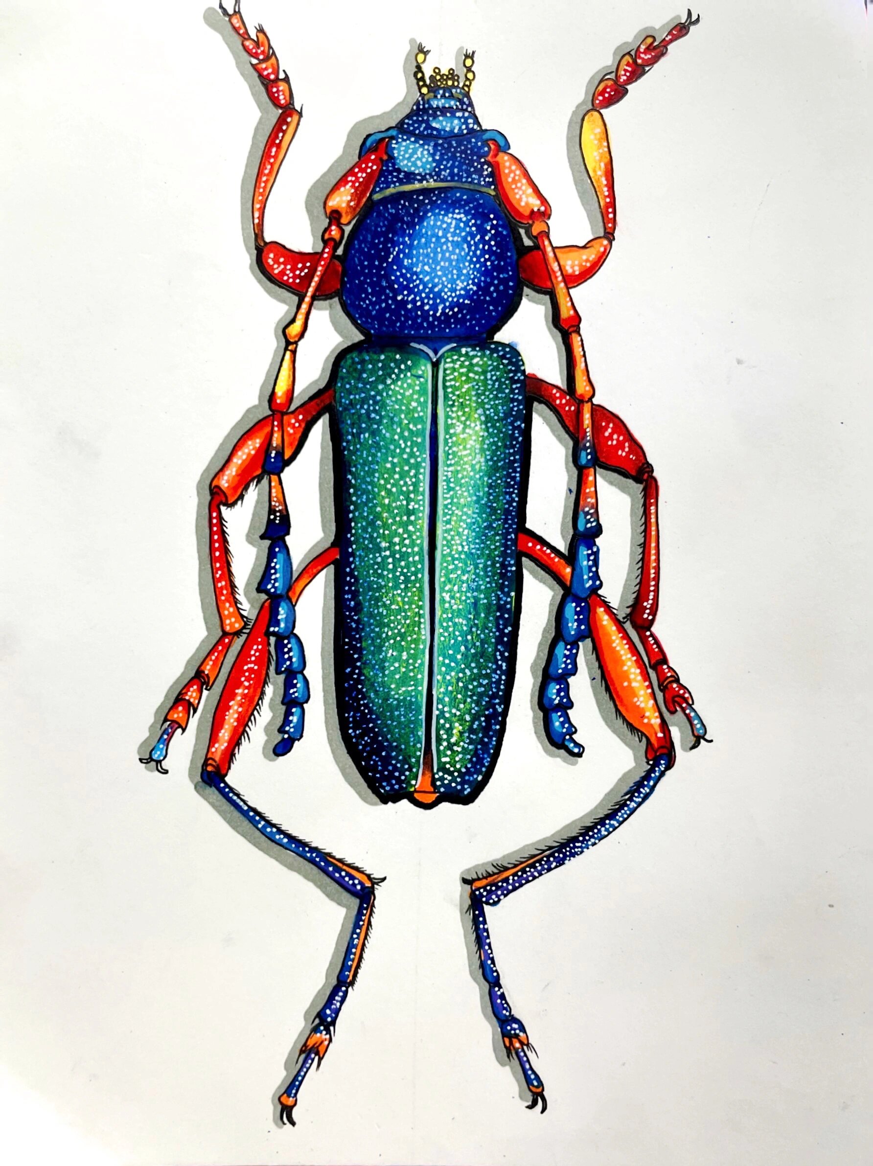 昆虫记-天牛 年龄:7-9岁 线描写实