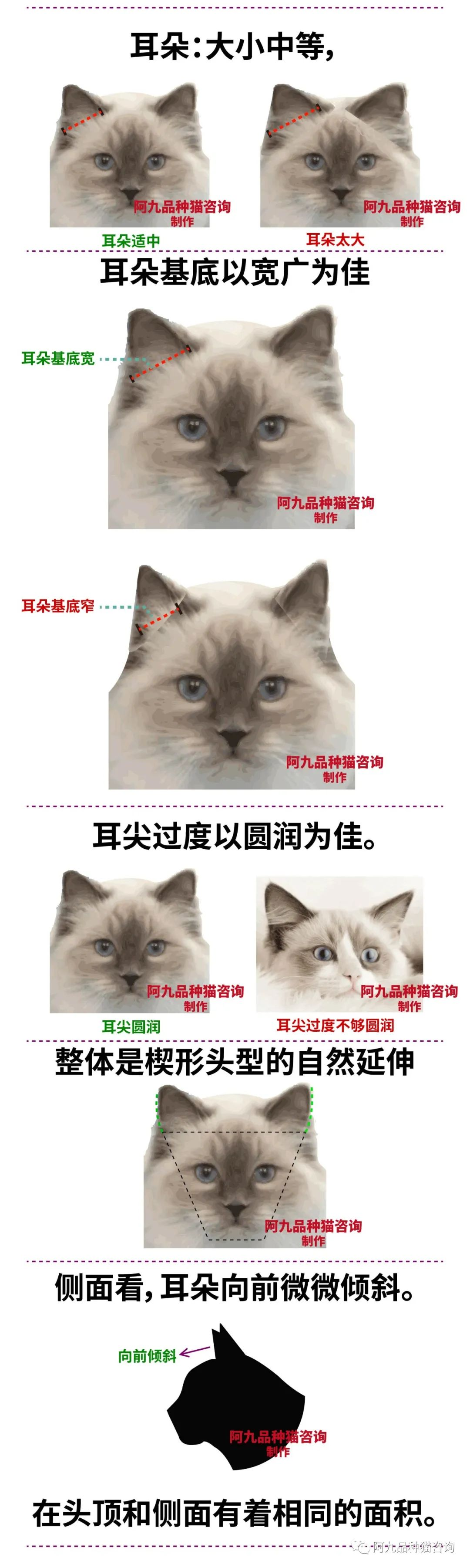 请大家帮我看看这只海双布偶品相如何