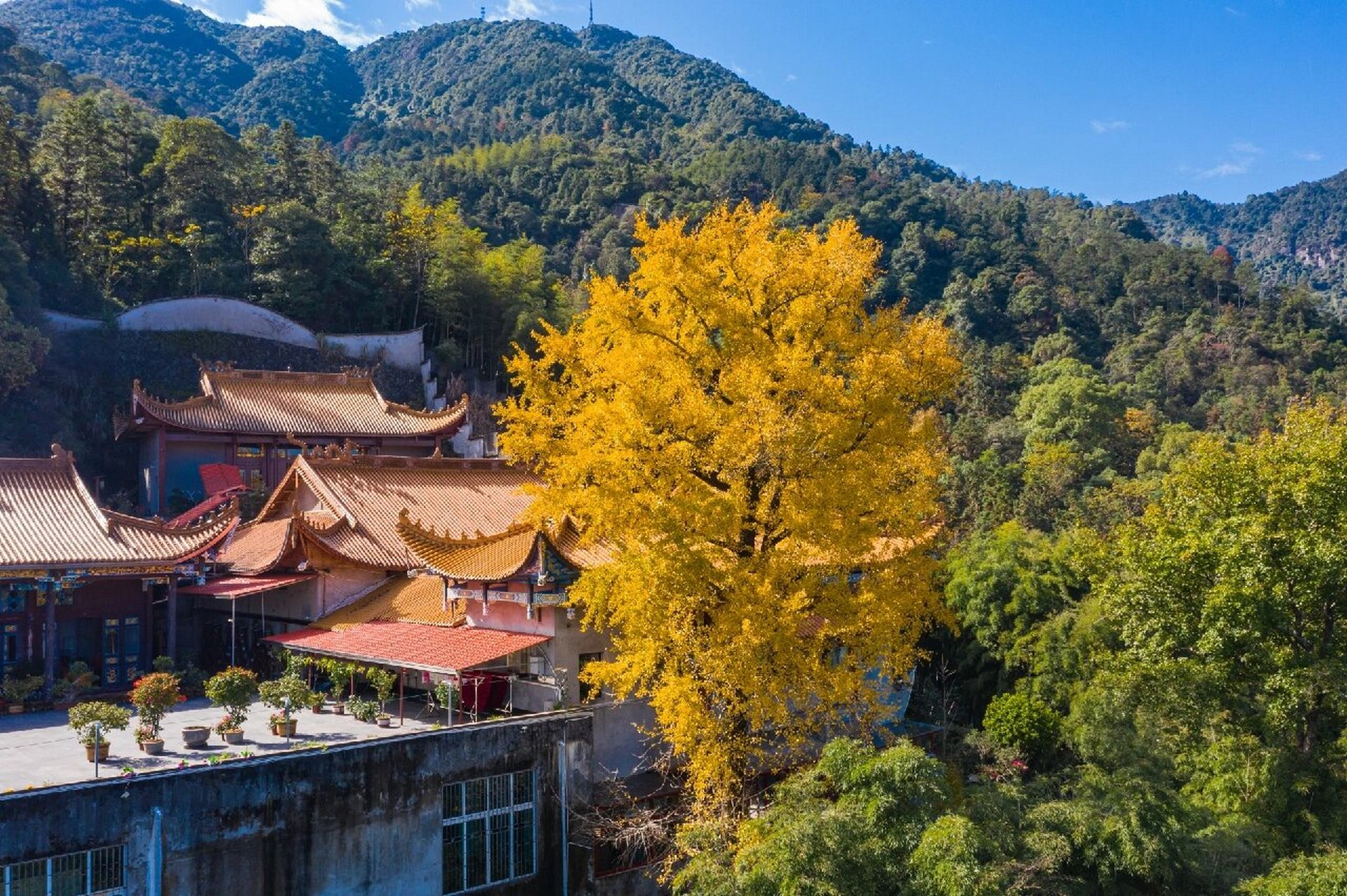 宁德南漈山·龙楸寺 金黄的银杏叶,泛着深秋的味道