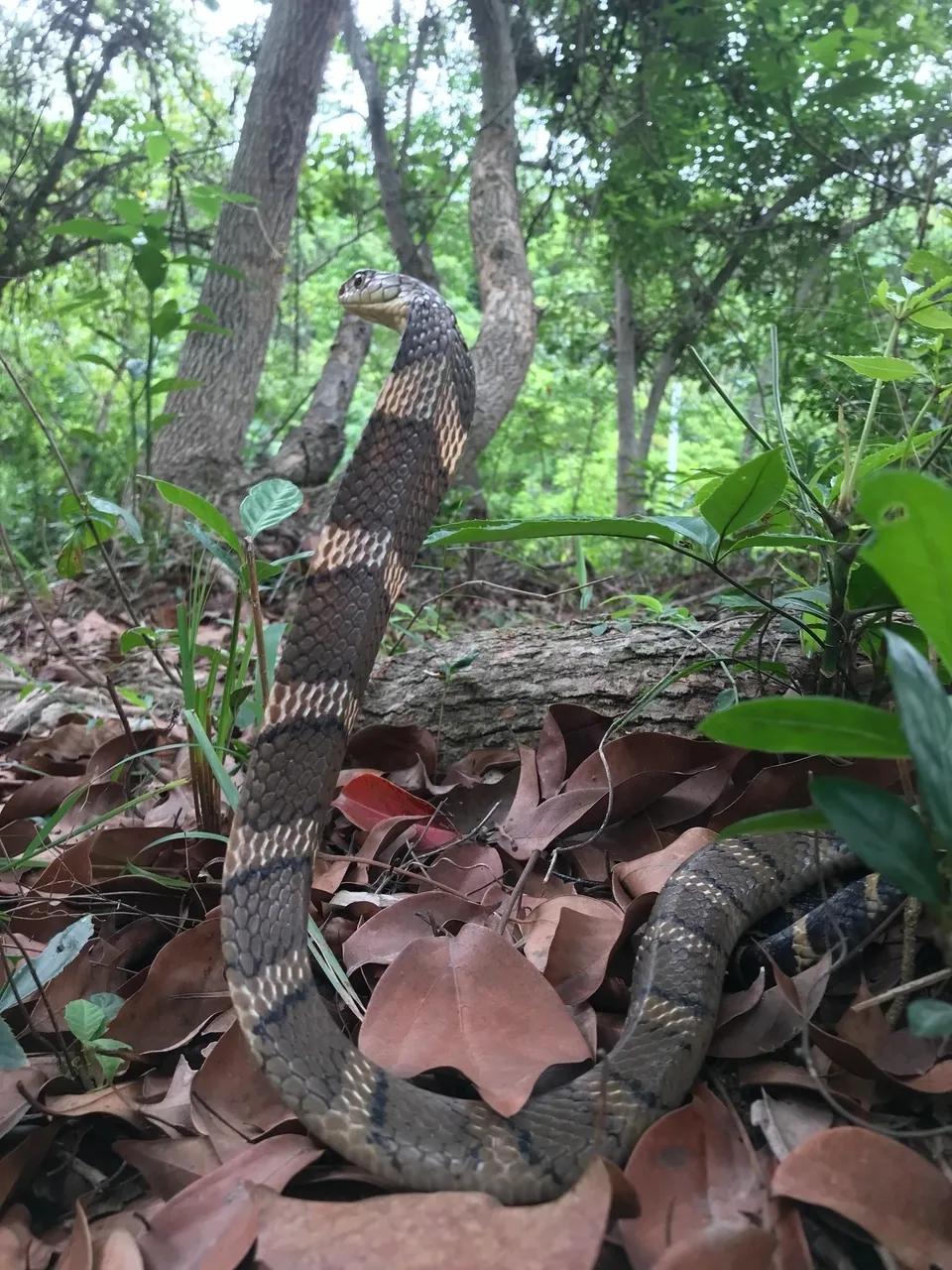 话说眼王的领地意识不是特别强吗?