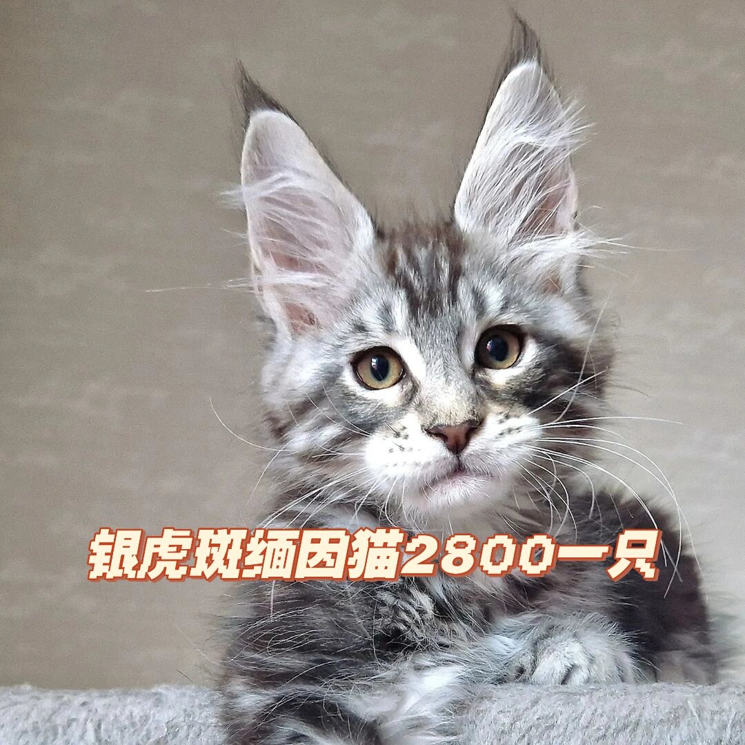 缅因猫多长图片