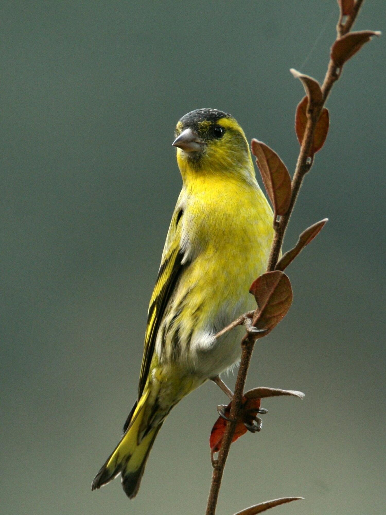 黄雀 黄雀是老北京常见的笼养鸟.@山水青世界的动态