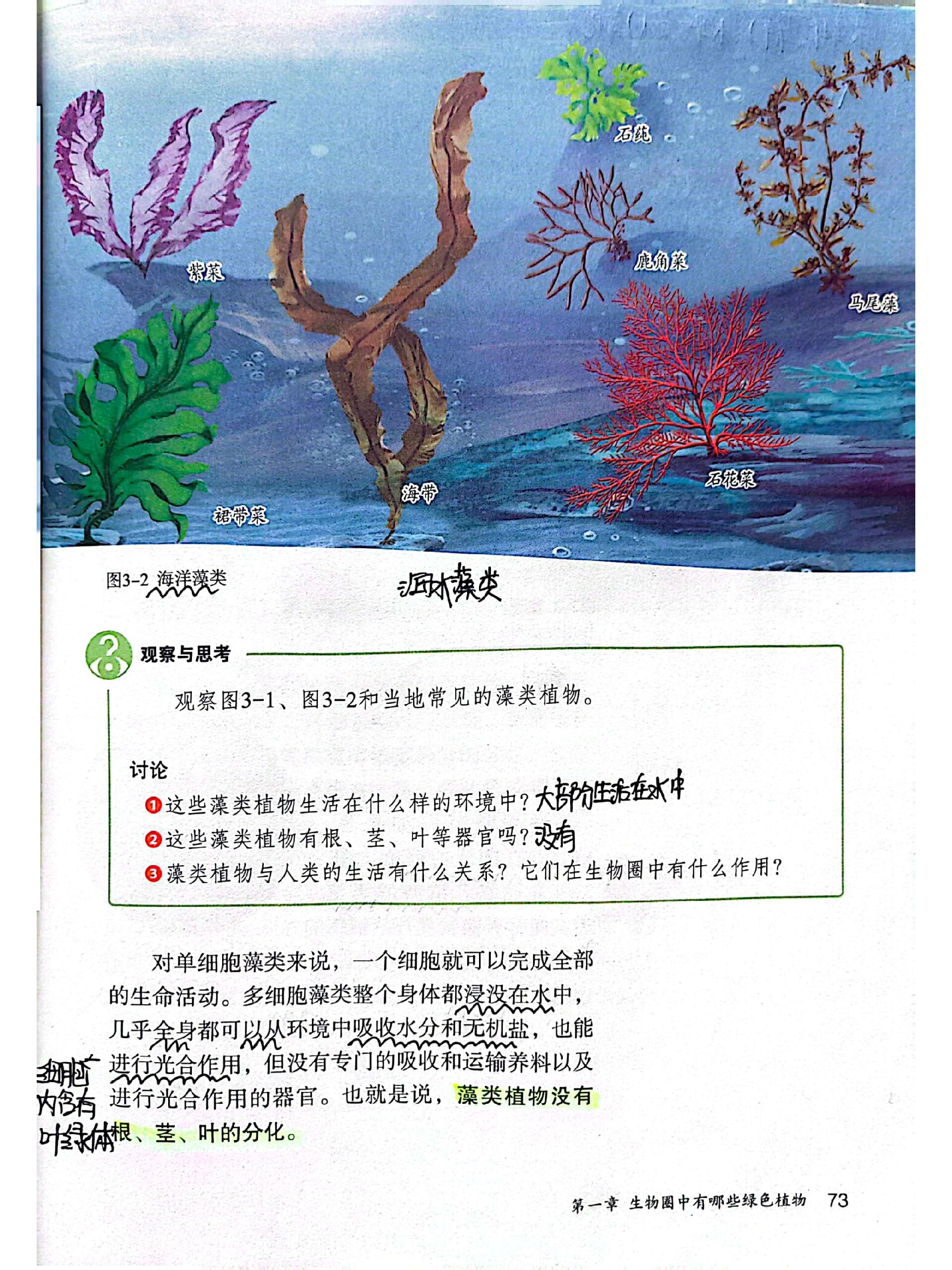 藻类植物 生物圈图片