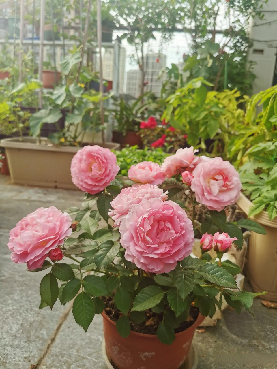 今日月季品種,海神王陽臺,海神王花大色豔,香味也怡人.