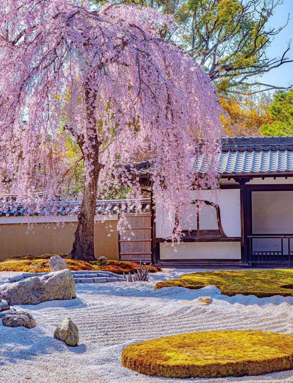 高台寺的这株枝垂樱,与周围的的建筑与枯山水相呼应.