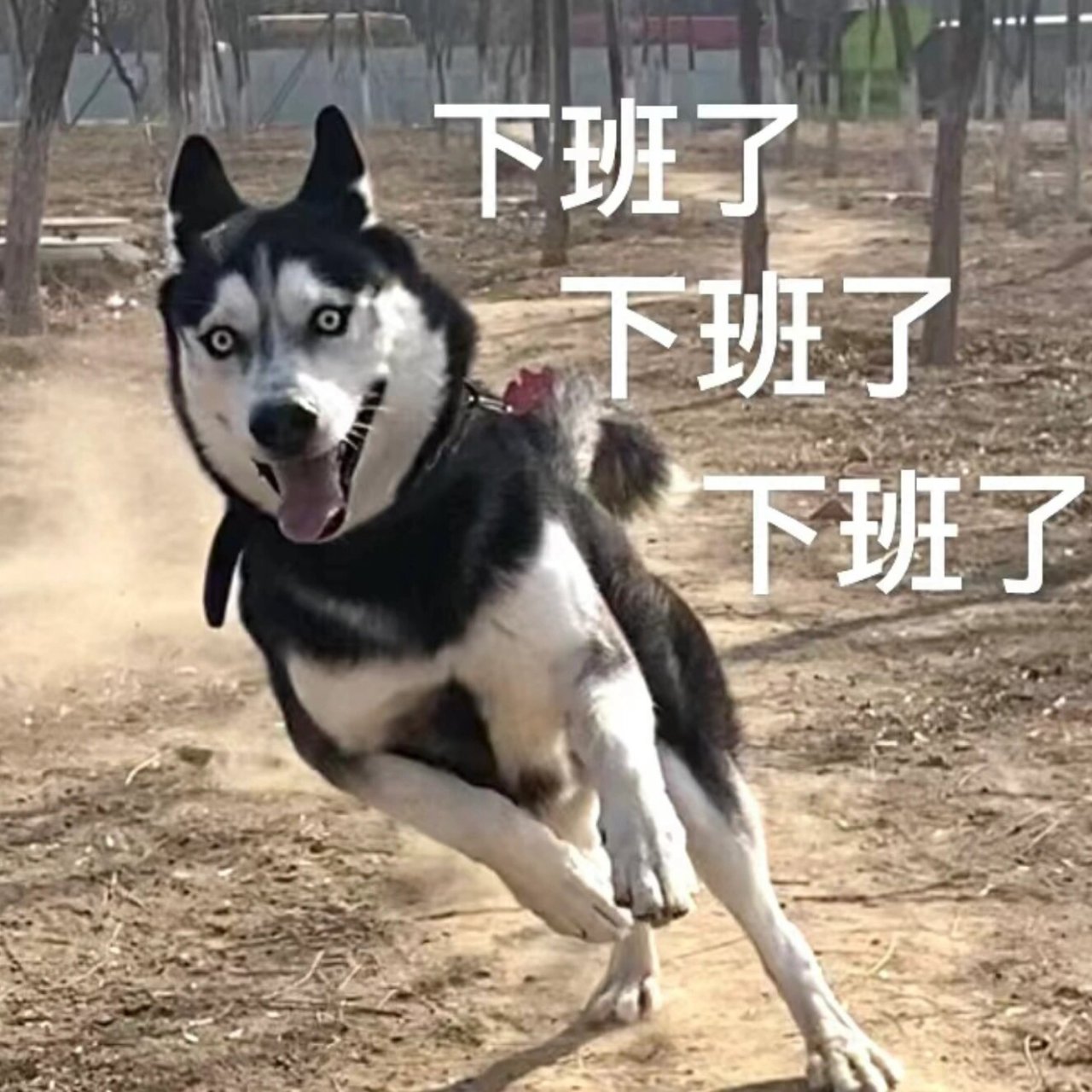 哈士奇系列表情包 二哈斗图,永远不输