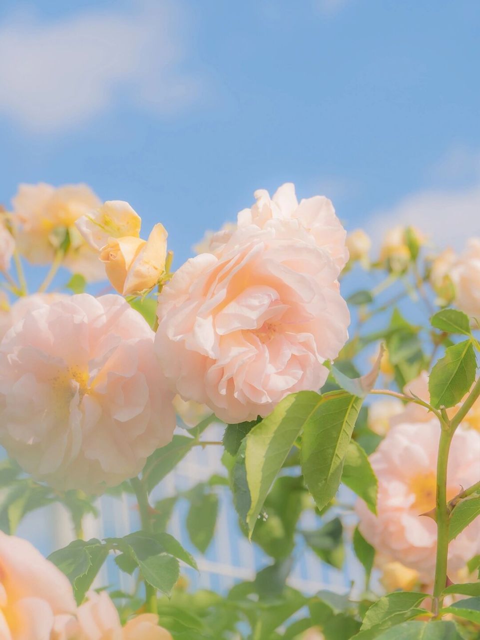 仙气背景图～78 95～生活中并不缺少美好,缺的是发现美的眼睛.